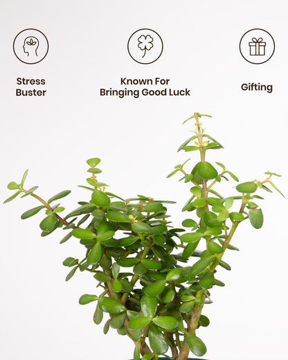 Jade Indoor Live Plant with Aura Self Watering Pot | 2 ft