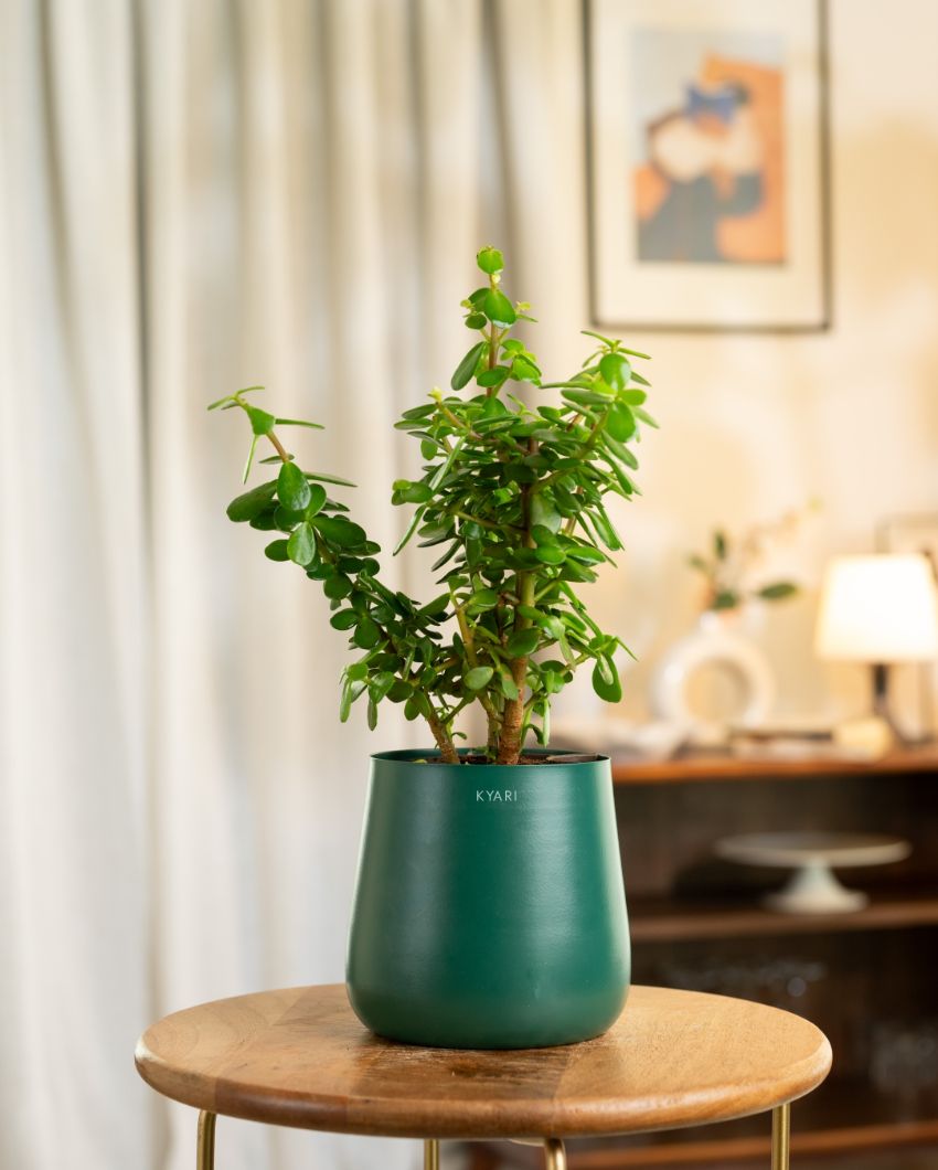 Jade Indoor Live Plant with Aura Self Watering Pot | 2 ft