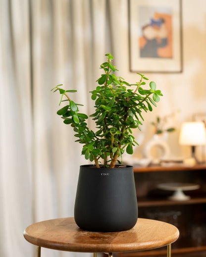 Jade Indoor Live Plant with Aura Self Watering Pot | 2 ft