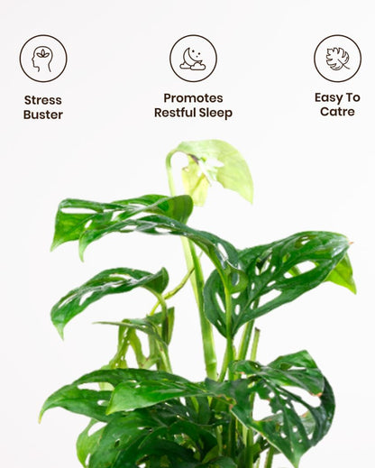 Philodendron Broken Heart Indoor Live Plant with Aura Self Watering Pot | 2 ft