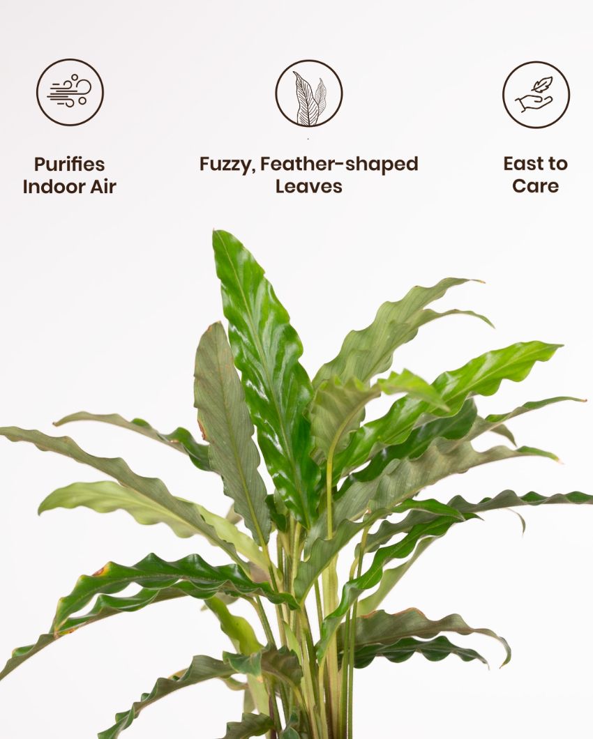 Calathea Rufibarba Indoor Live Plant with Aura Self Watering Pot | 2 ft