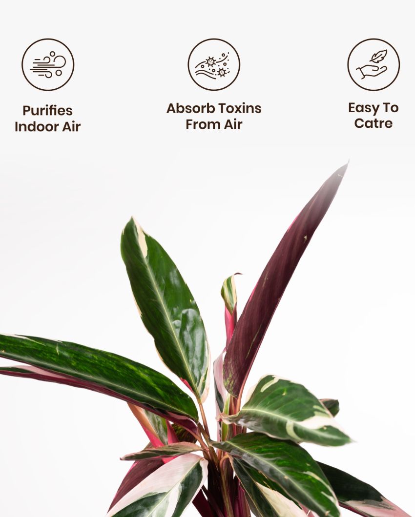 Calathea Triostar Indoor Live Plant with Aura Self Watering Pot | 2 ft