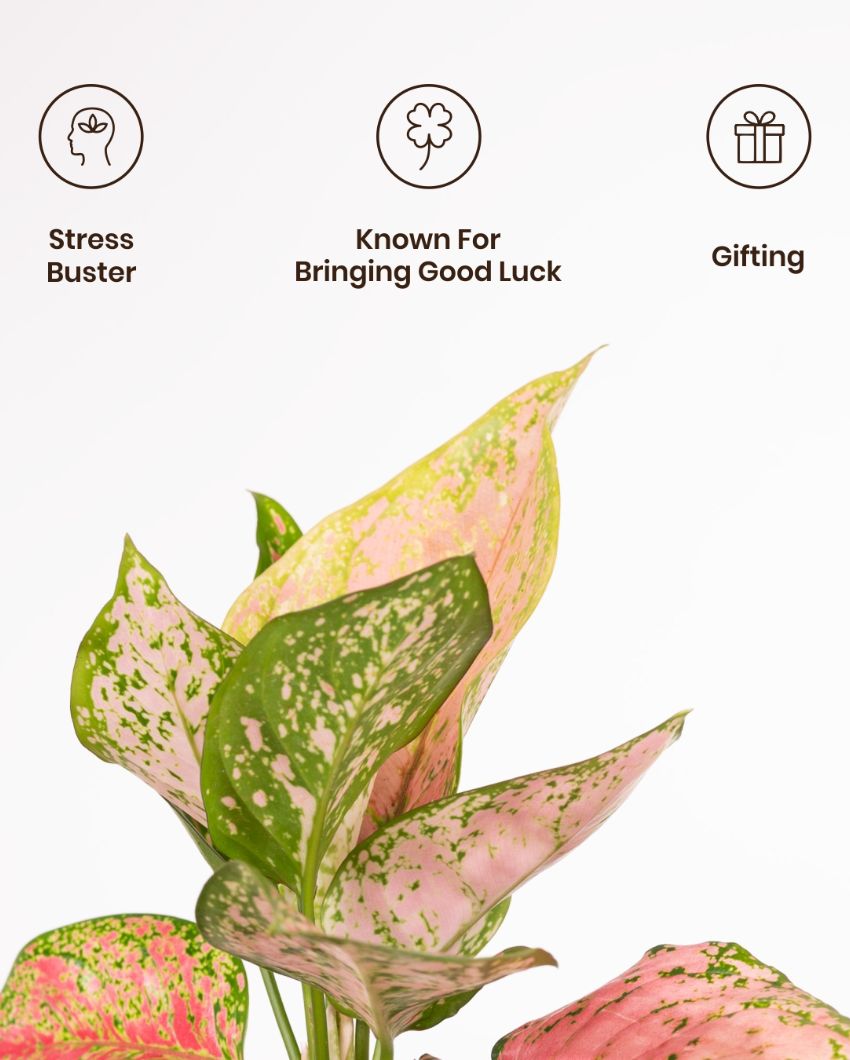 Aglaonema Pink Valentine Indoor Live Plant with Aura Self Watering Pot | 2 ft