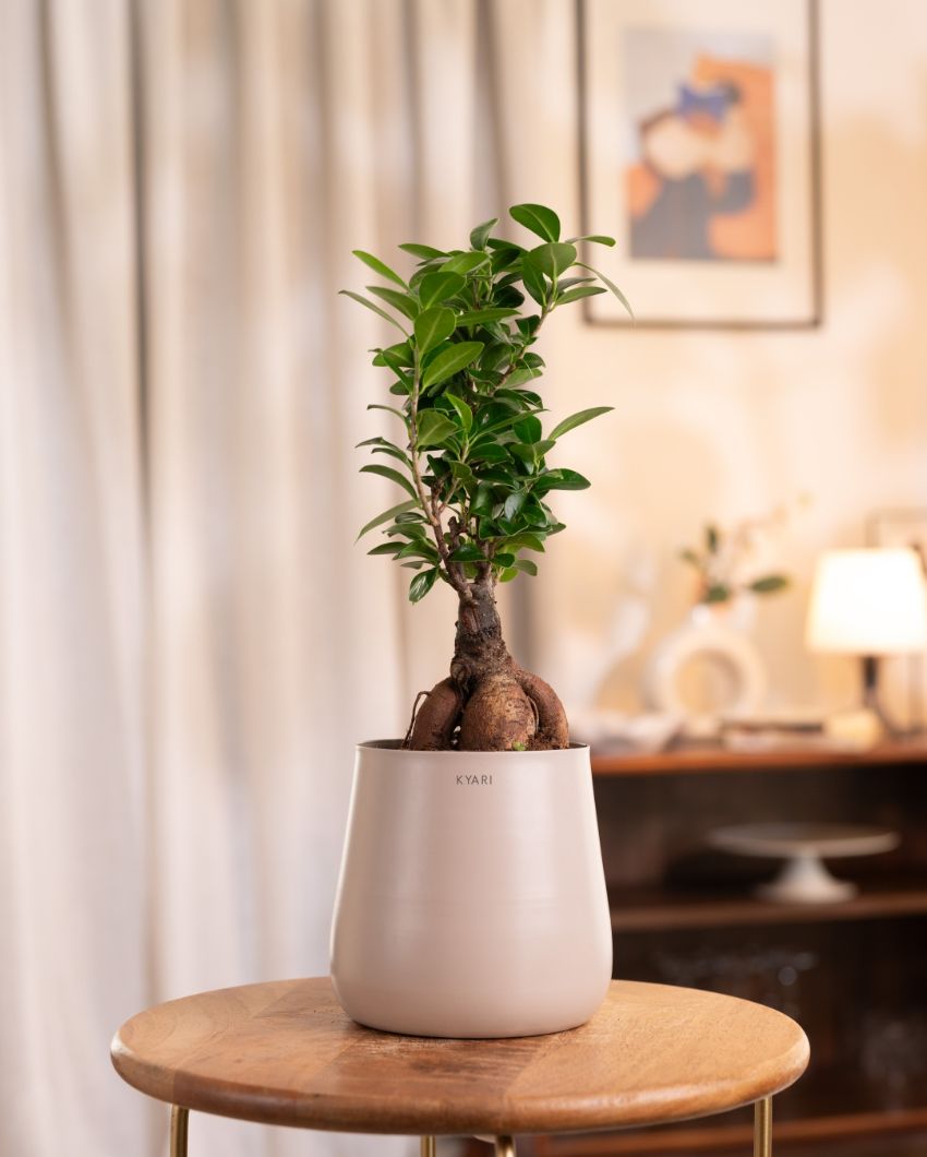 Microcarpa Ficus Bonsai Indoor Live Plant with Self-Watering Pot | 2 Feet