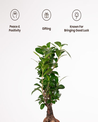 Microcarpa Ficus Bonsai Indoor Live Plant with Self-Watering Pot | 2 Feet