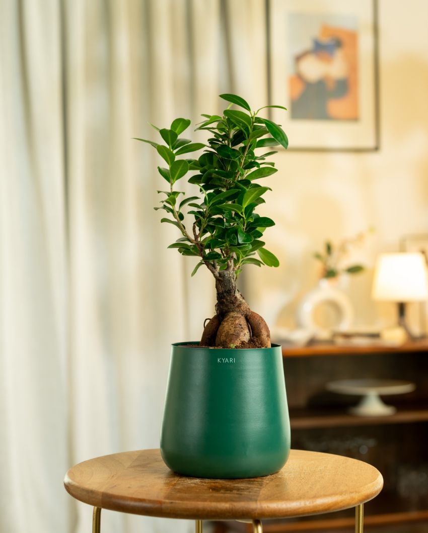 Microcarpa Ficus Bonsai Indoor Live Plant with Self-Watering Pot | 2 Feet