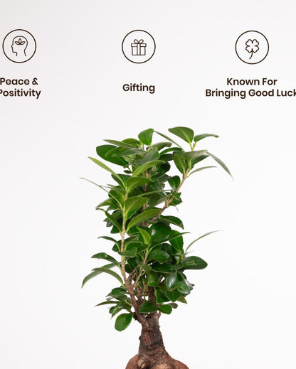 Microcarpa Ficus Bonsai Indoor Live Plant with Self-Watering Pot | 2 Feet