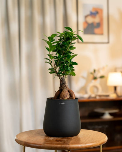 Microcarpa Ficus Bonsai Indoor Live Plant with Self-Watering Pot | 2 Feet