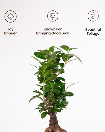 Microcarpa Ficus Bonsai Indoor Live Plant with Self-Watering Pot | 2 Feet