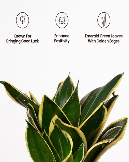 Sansevieria Golden Hahnii Snake Live Plant with Aura Self Watering Pot | 2 ft