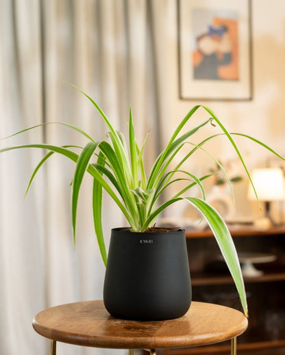 Spider Indoor Live Plant with Aura Self Watering Pot | 2 ft