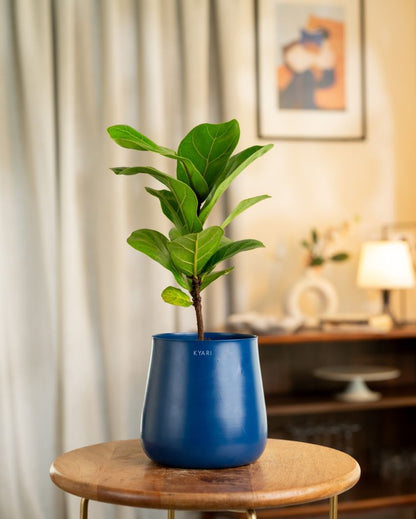 Fiddle Fig Indoor Live Plant with Aura Self Watering Pot | 2 ft