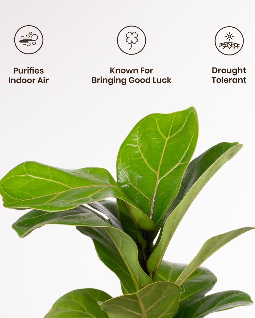 Fiddle Fig Indoor Live Plant with Aura Self Watering Pot | 2 ft