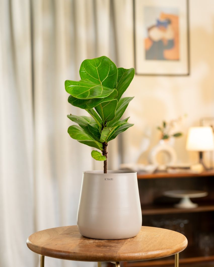 Fiddle Fig Indoor Live Plant with Aura Self Watering Pot | 2 ft