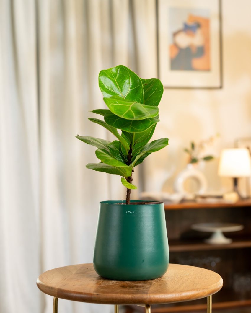 Fiddle Fig Indoor Live Plant with Aura Self Watering Pot | 2 ft