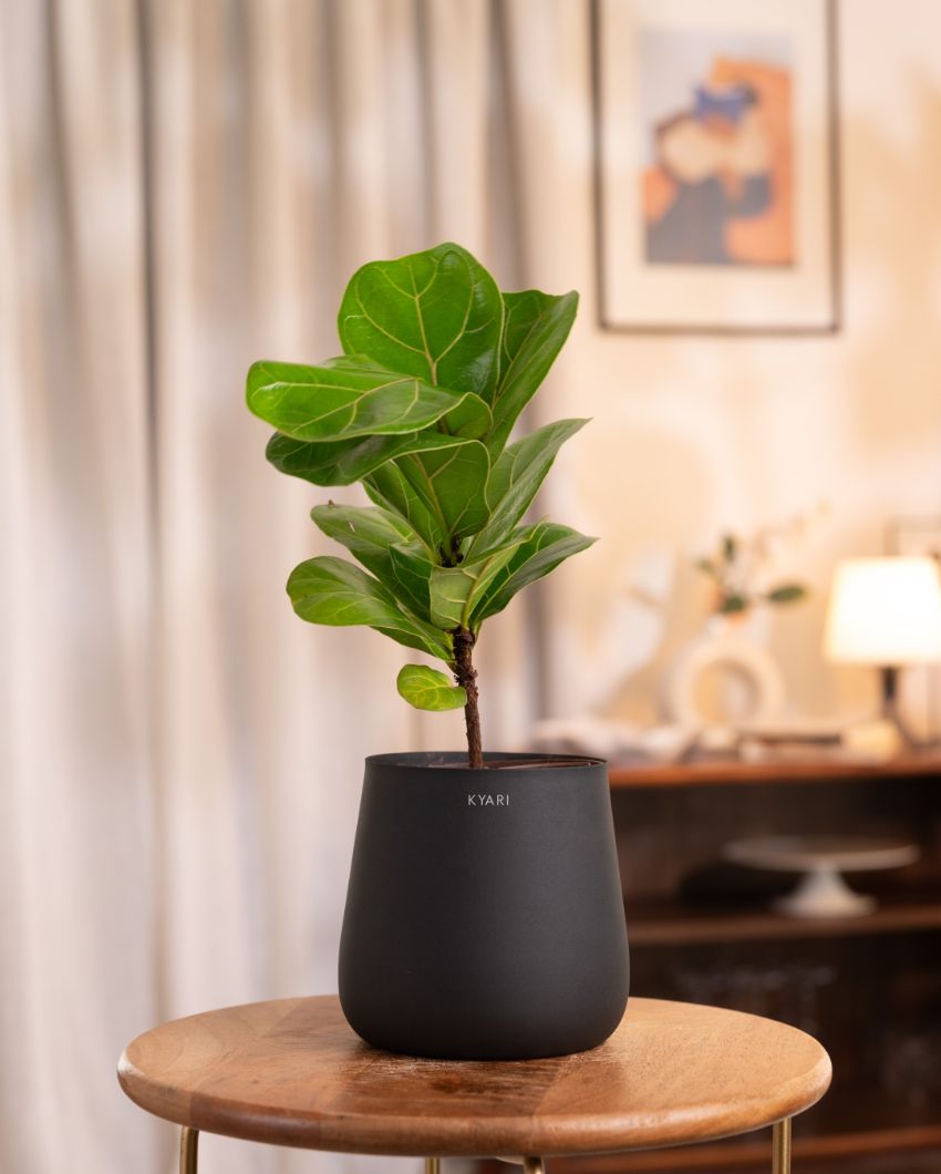 Fiddle Fig Indoor Live Plant with Aura Self Watering Pot | 2 ft