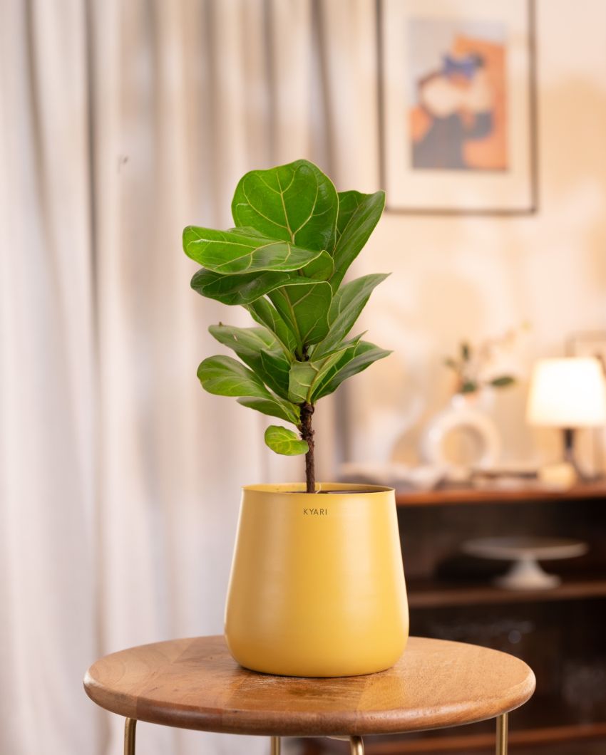 Fiddle Fig Indoor Live Plant with Aura Self Watering Pot | 2 ft