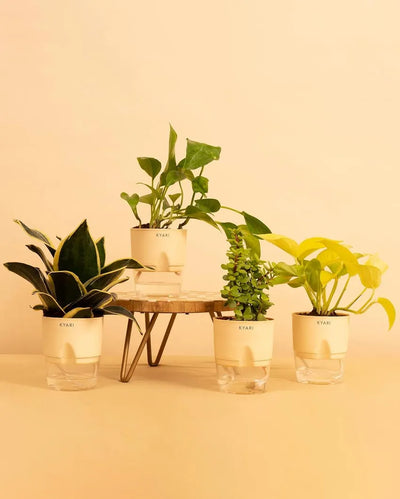 Golden Money Snake Variegated Plants With Pots | Pack of 4 | 4 x 10 inches