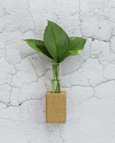 Cork Fridge Planters | Set Of 2 | 2 x 3 inches