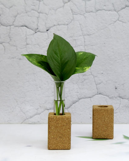 Cork Fridge Planters | Set Of 2 | 2 x 3 inches