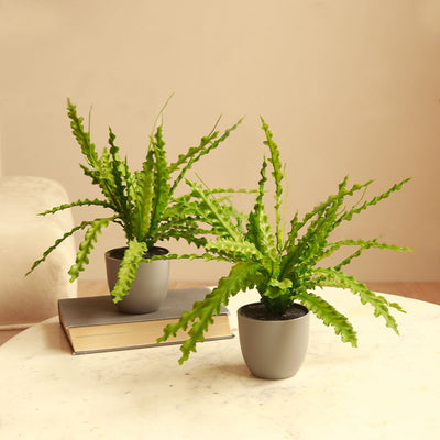 Artificial Fern Plant in Pot | Set of 2 | 1 feet