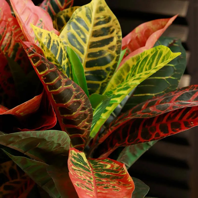 The Kusai | Croton Artificial Plant | 4ft