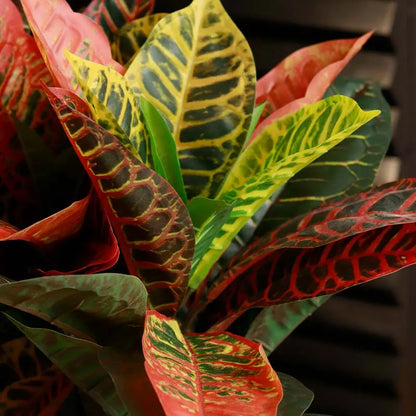 The Kusai | Croton Artificial Plant | 4ft