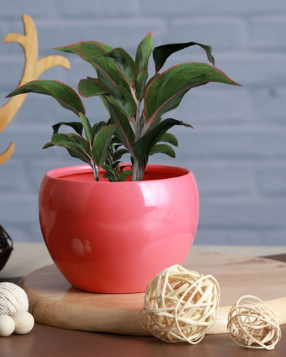 Amio Sunshine Elegant Matte Finished TableTop Pot Planter | Set Of 3| Plant Not Included