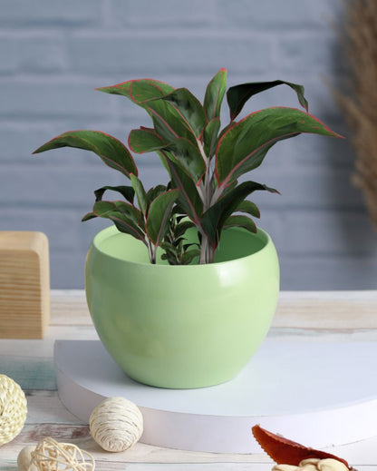 Amio Sunshine Elegant Matte Finished TableTop Pot Planter | Set Of 3| Plant Not Included