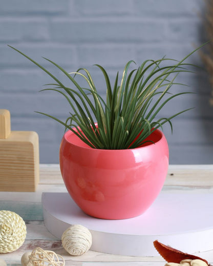 Matte Finished Sunshine Elegant TableTop Pot Planter | 5 x 4 inches | Set Of 2