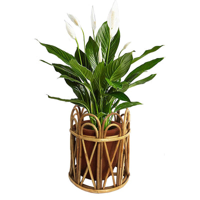 Cane Petal Planter