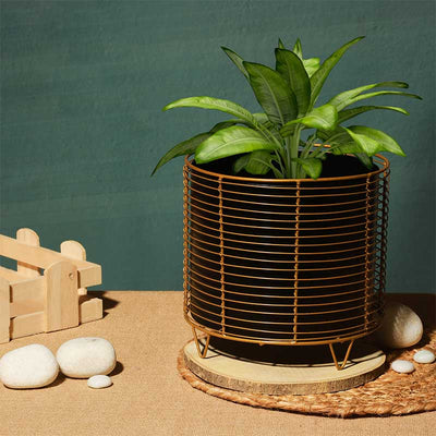 Luxurious Golden Net Black Planter Default Title