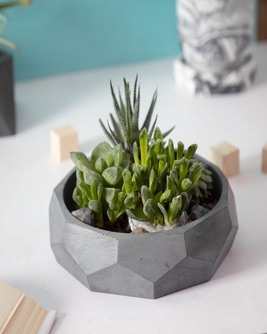 Modern Nine Sided Design Nonagon Concrete Planter | 7 x 7 x 2 inches