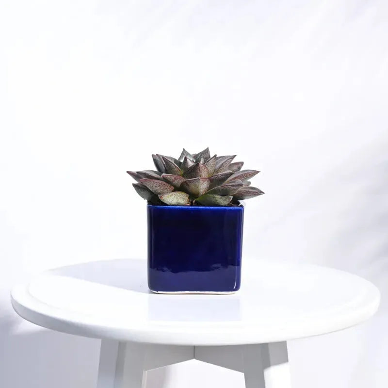 Square Ceramic Pot | Ugaoo | Multiple Colors Blue