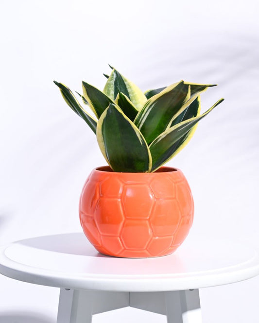 Orange Football Ceramic Pot