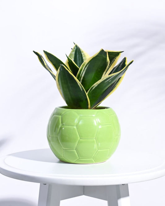 Light green Football Ceramic Pot