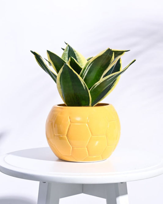 Yellow Football Ceramic Pot