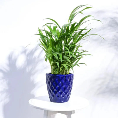 Argyle Ceramic Pot |  Multiple Colors Blue