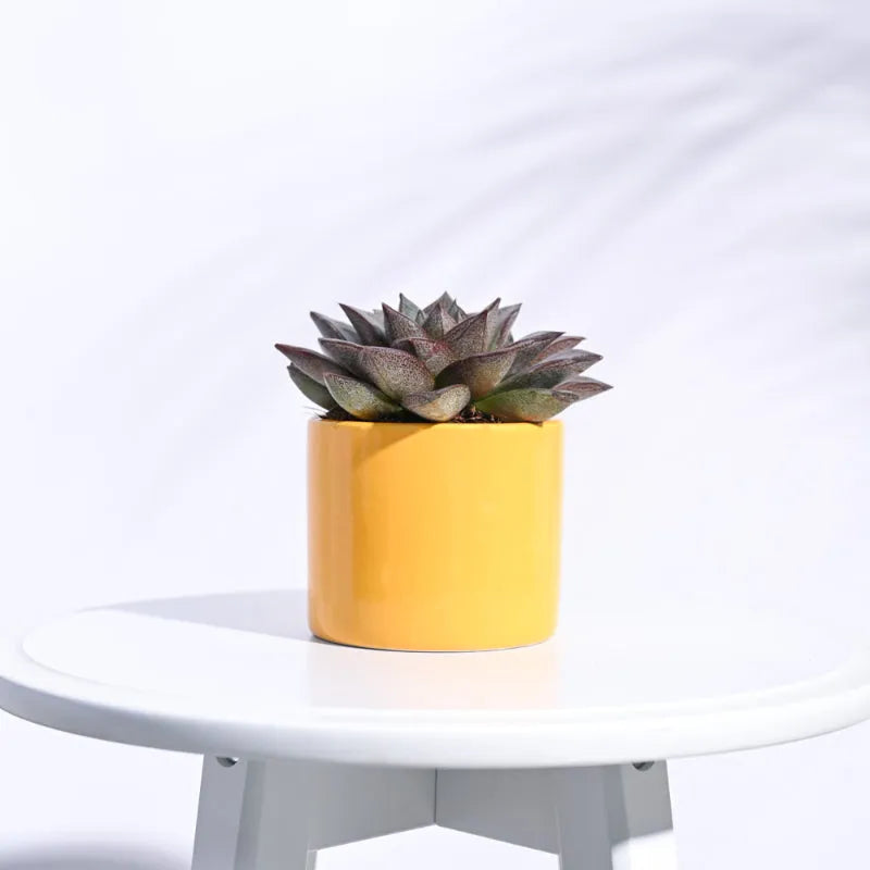 Pipe Ceramic Pot | Multiple Colors Yellow