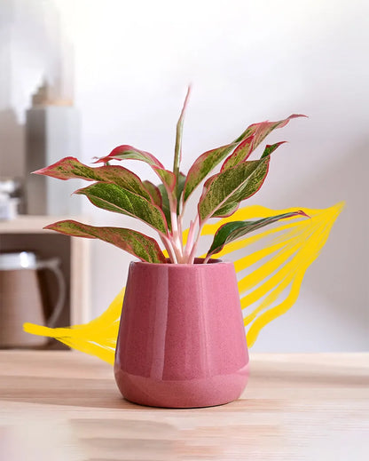 Tulip Fantasy Pink Ceramic Pot