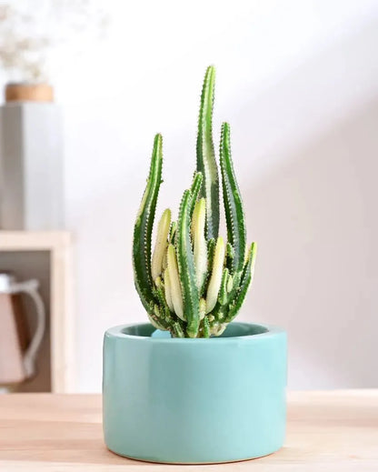 Aqua Green Ceramic Pot