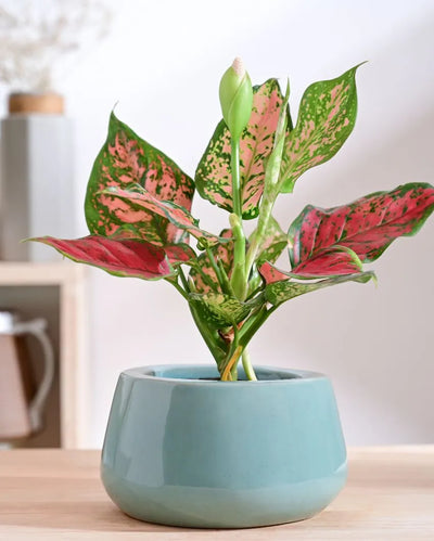 Tulip Fantasy Bowl Ceramic Planter | 7 x 5 inches | 'Only Planter'