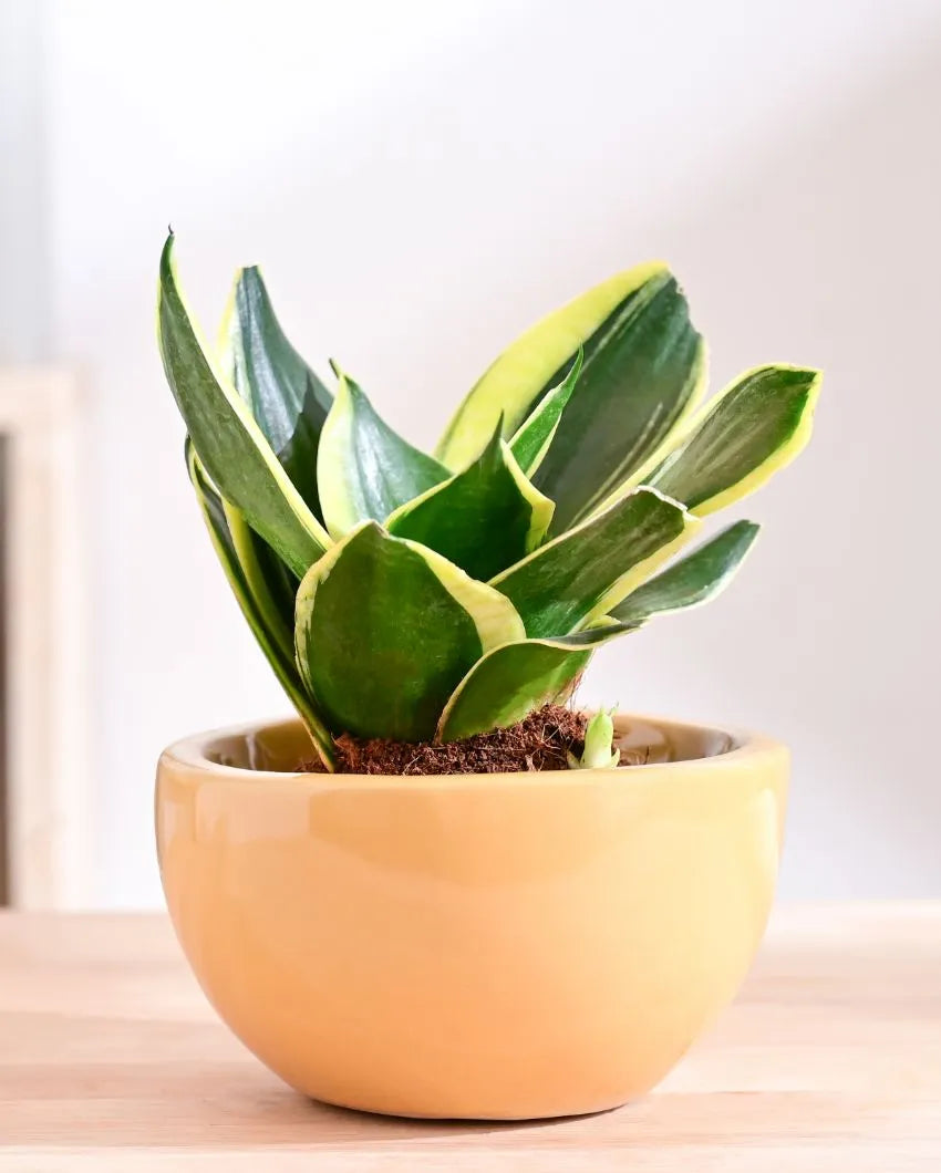 Nature's Hum Fat Extra Small Ceramic Planter | 6 x 3.5 inches | 'Only Planter'