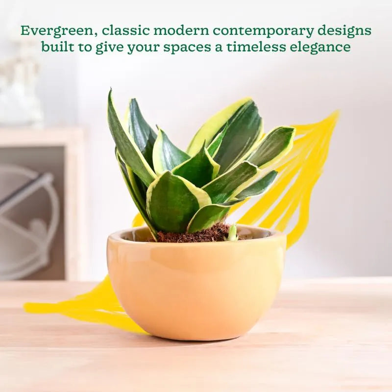 Nature's Hum Fat Extra Small Ceramic Planter | 6 x 3.5 inches | 'Only Planter'