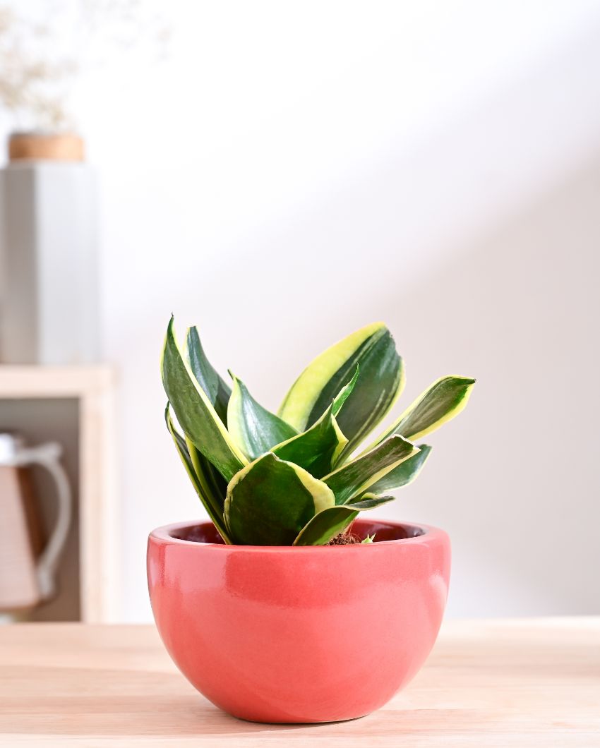 Nature's Hum Fat Extra Small Ceramic Planter | 6 x 3.5 inches | 'Only Planter'