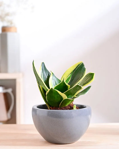 Nature's Hum Fat Extra Small Ceramic Planter | 6 x 3.5 inches | 'Only Planter'