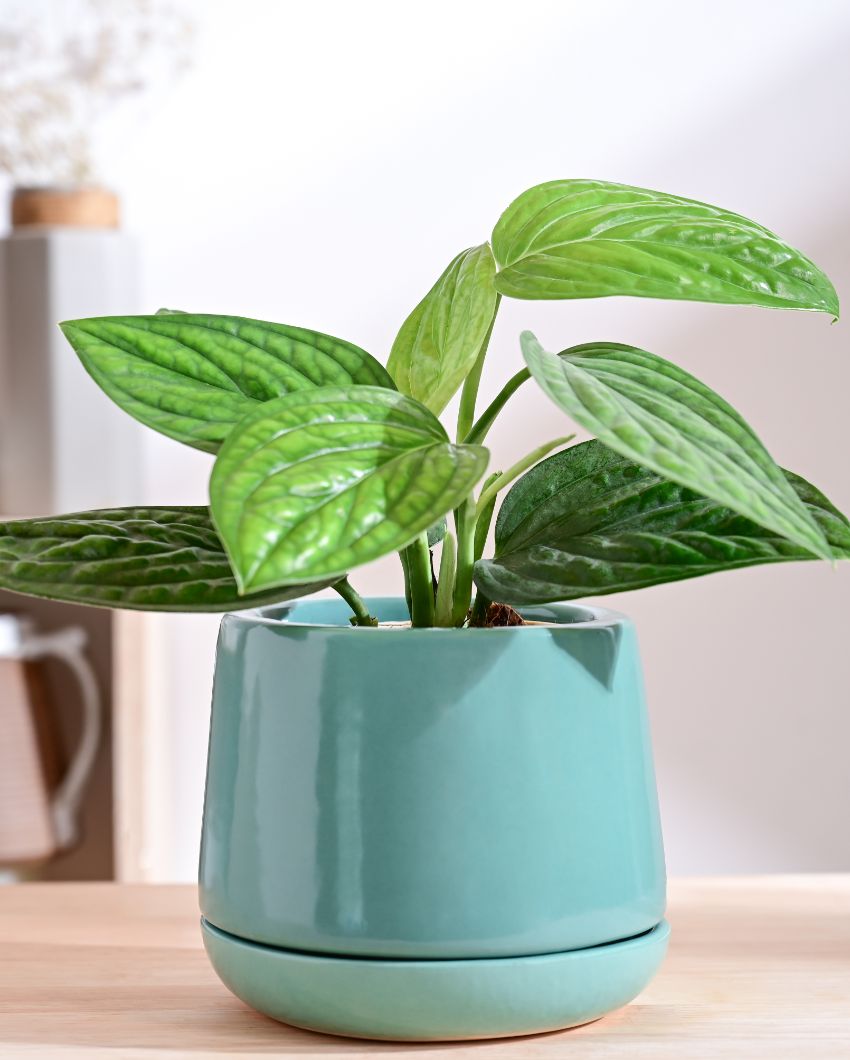 Monsoon Medley Small Ceramic Planter | 6 x 6 inches | 'Only Planter'