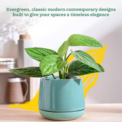 Monsoon Medley Small Ceramic Planter | 6 x 6 inches | 'Only Planter'