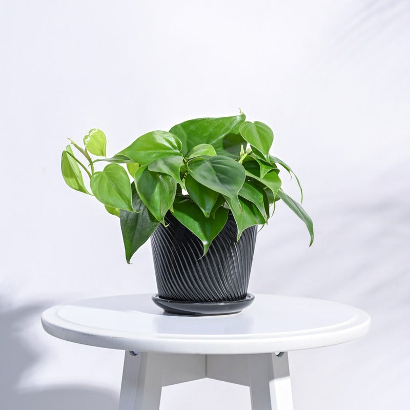 Radiant Spiro Ceramic Pot | 5x4 Inch Black