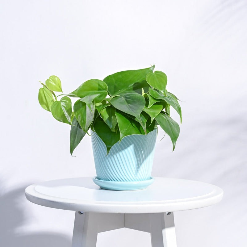 Radiant Spiro Ceramic Pot | 5x4 Inch Cadet Blue